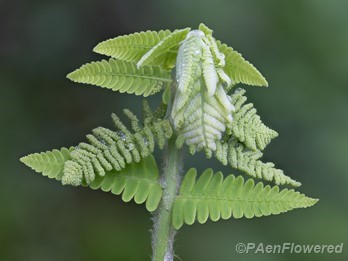 Unfurling frond with fertile pinnae
